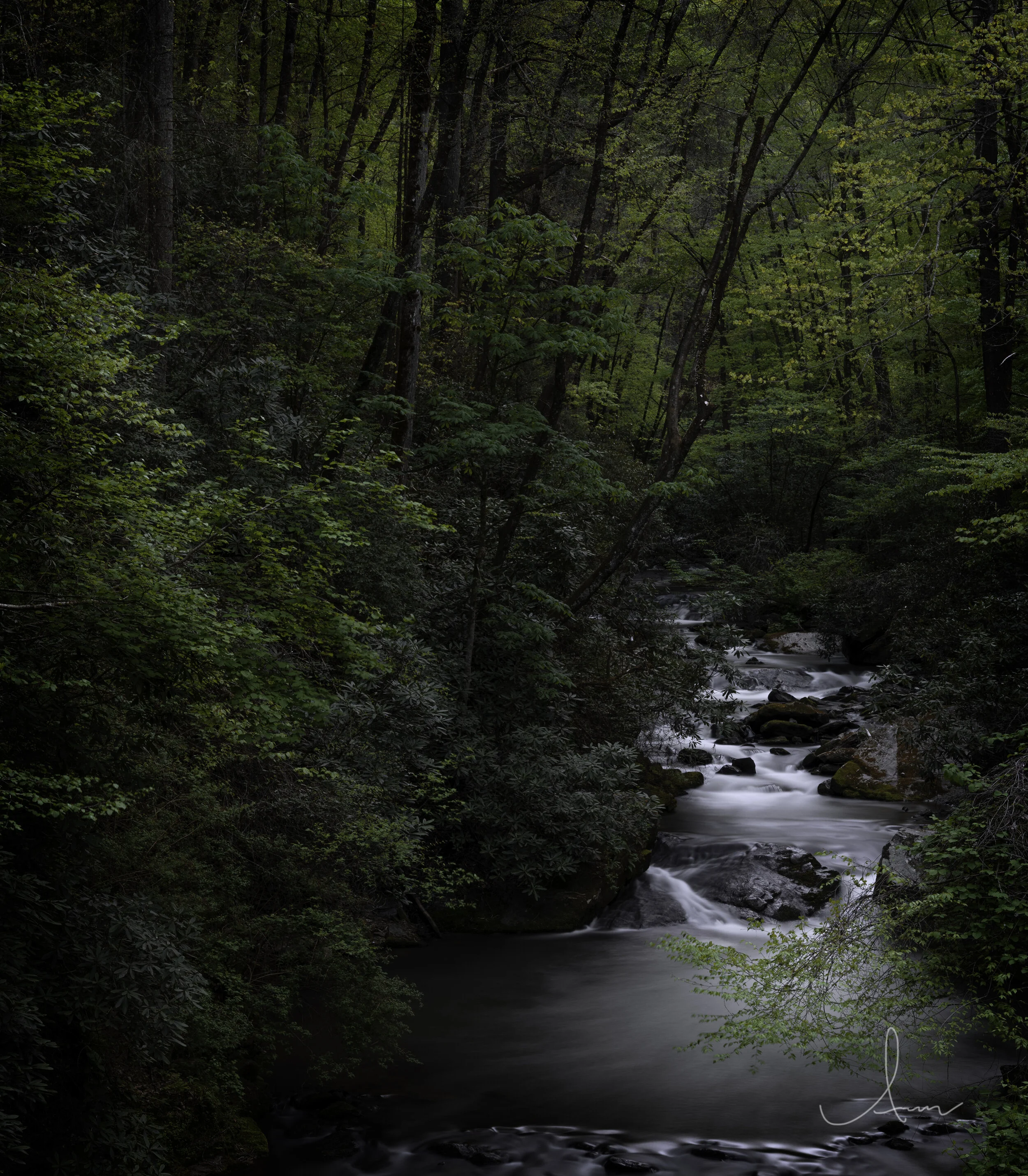 Serene forest stream flowing between lush green trees and rocks, creating a peaceful natural scene.