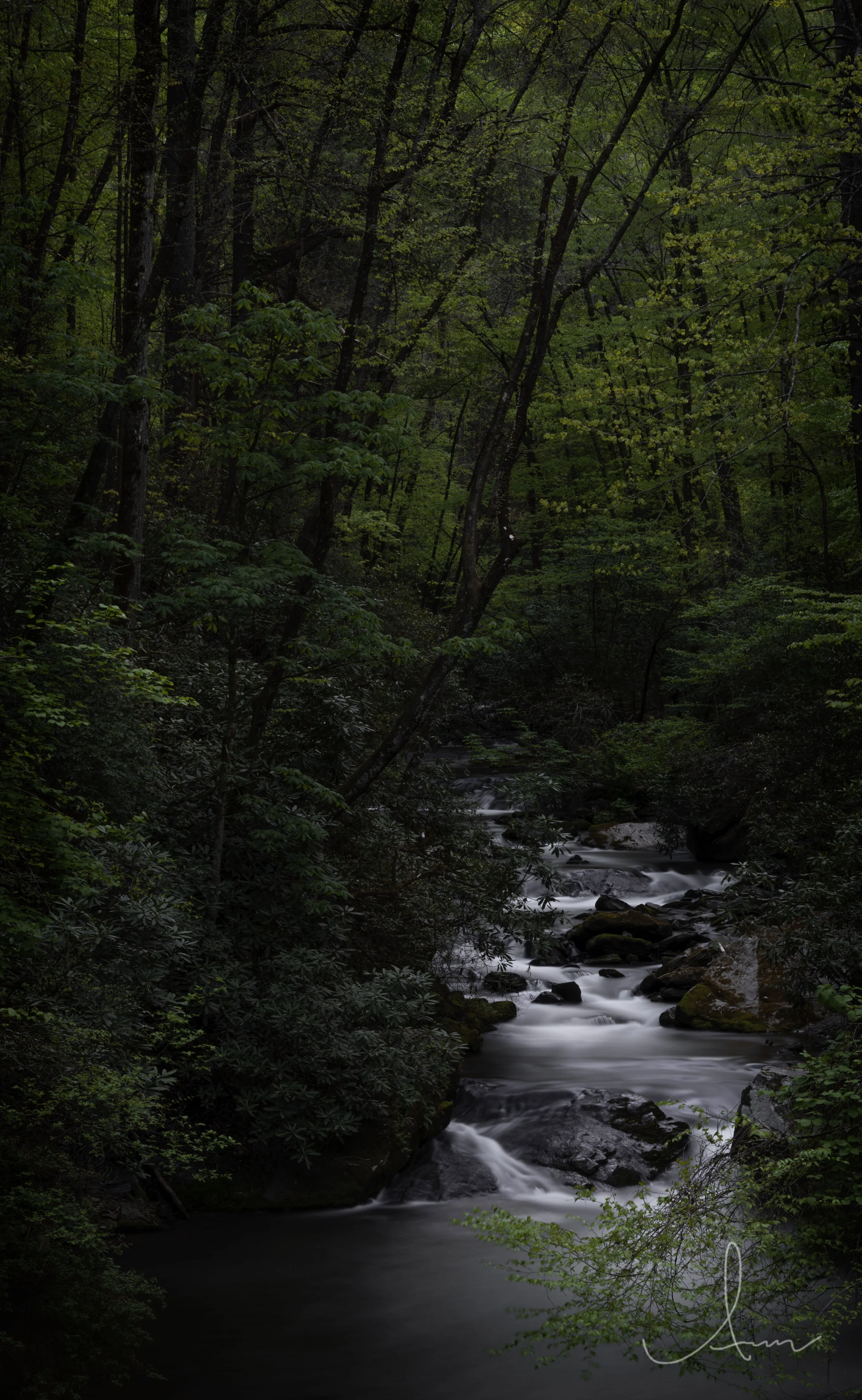 A serene forest scene with a gently flowing creek surrounded by lush green trees and foliage.