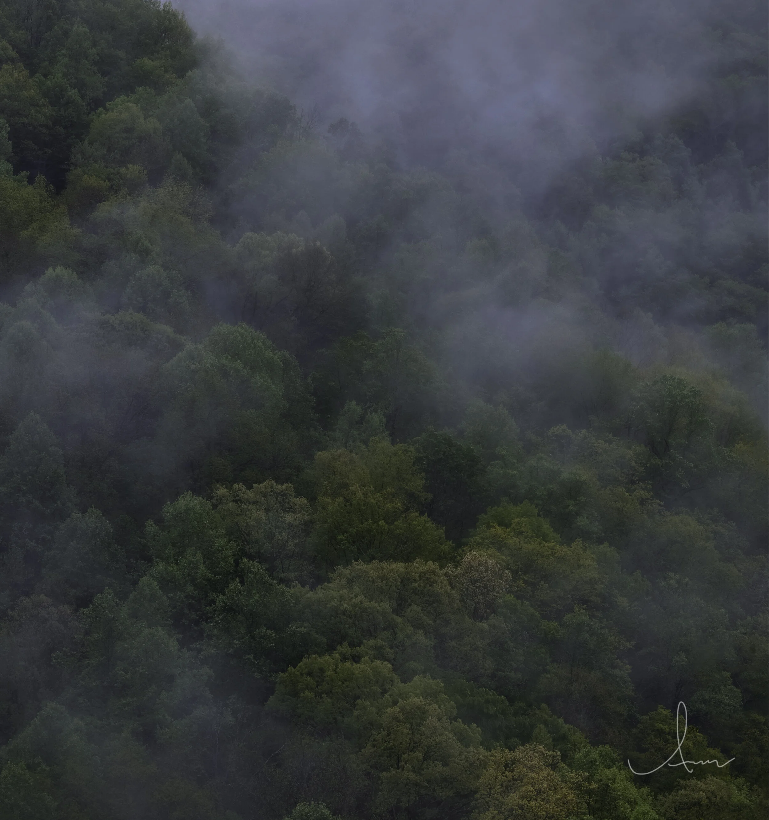 Fog-covered forest with dense green trees.