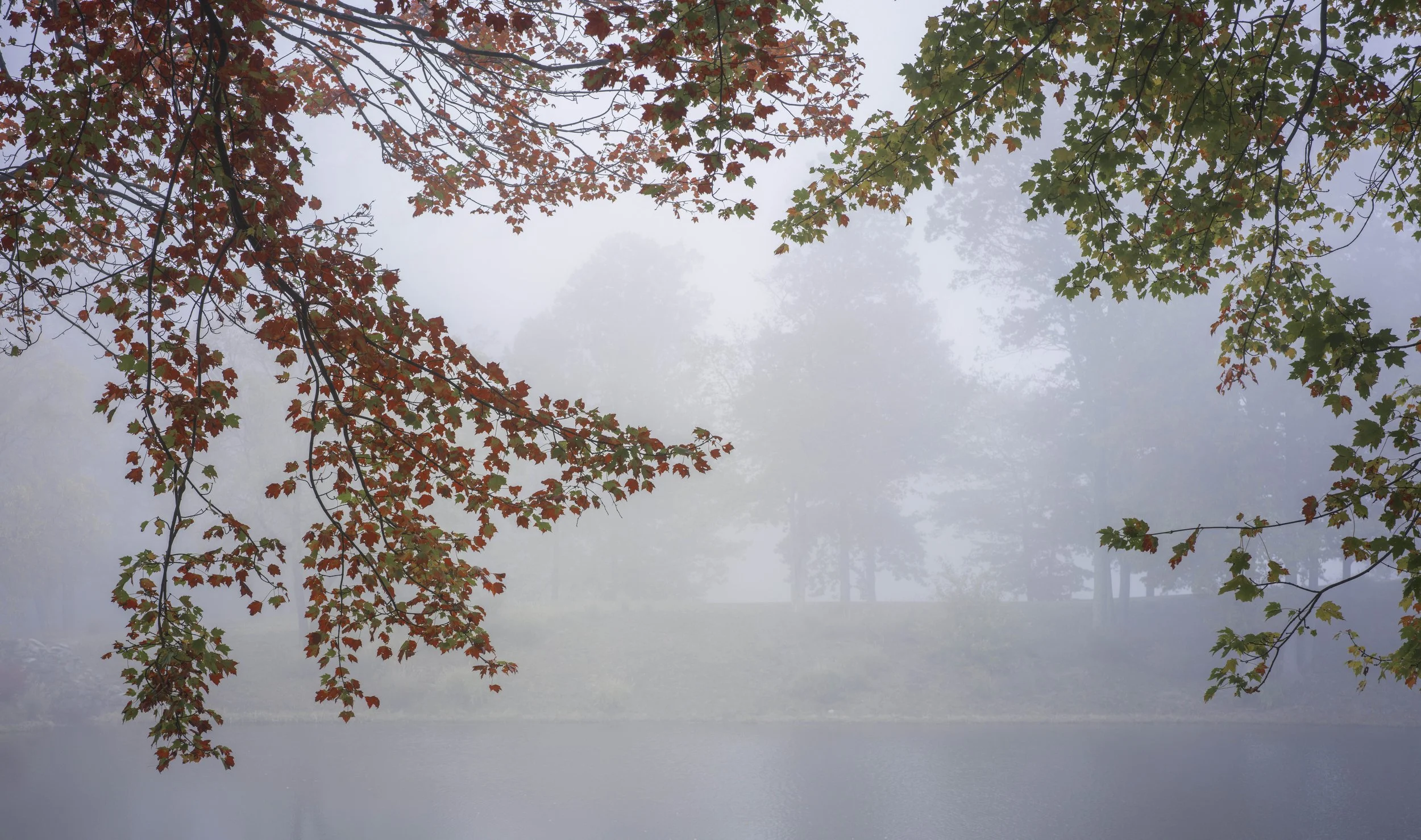 Foggy landscape with autumn leaves and a lake.