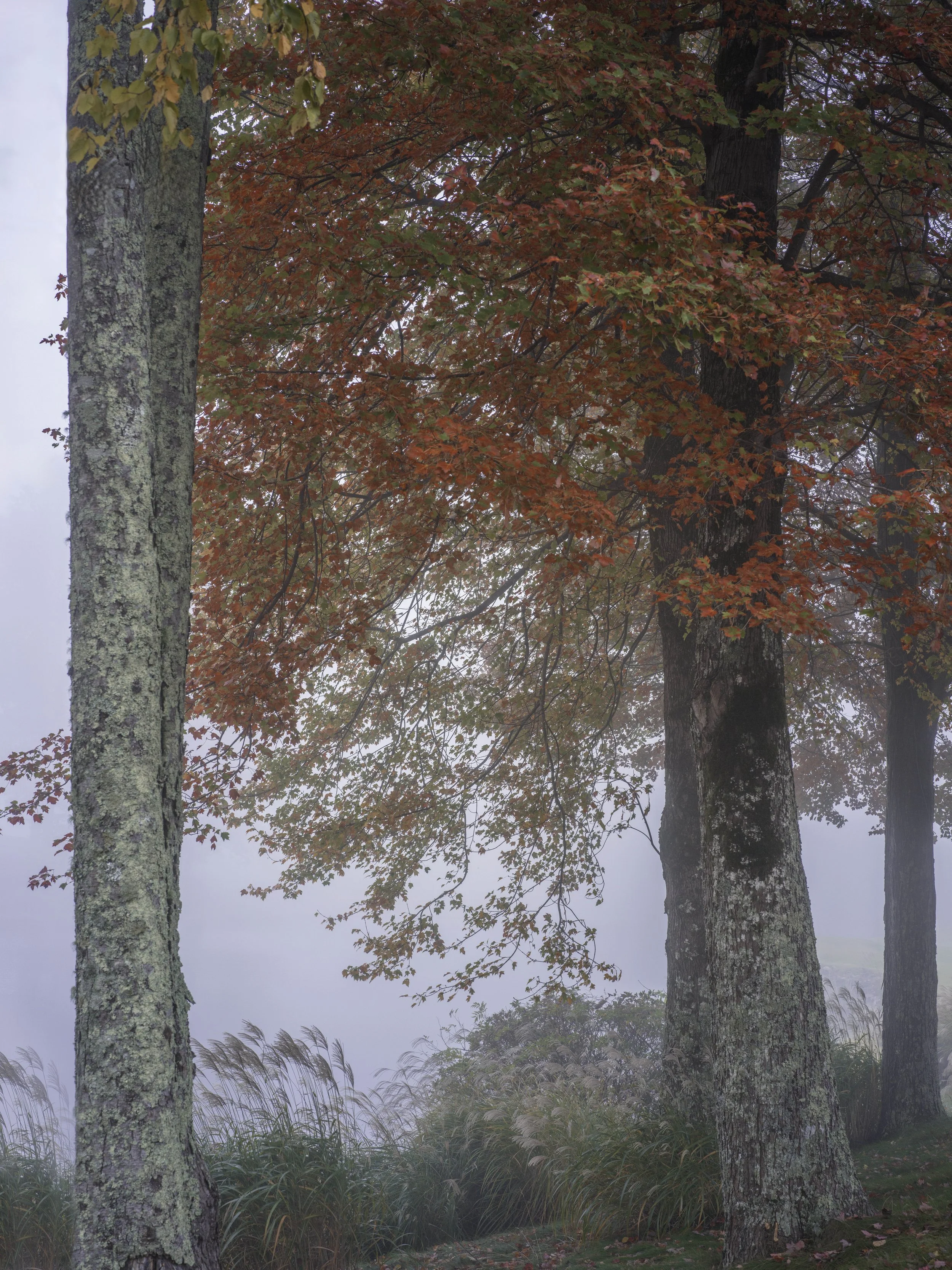 Foggy autumn scene with trees and leaves turning red, lush grasses and a misty background.