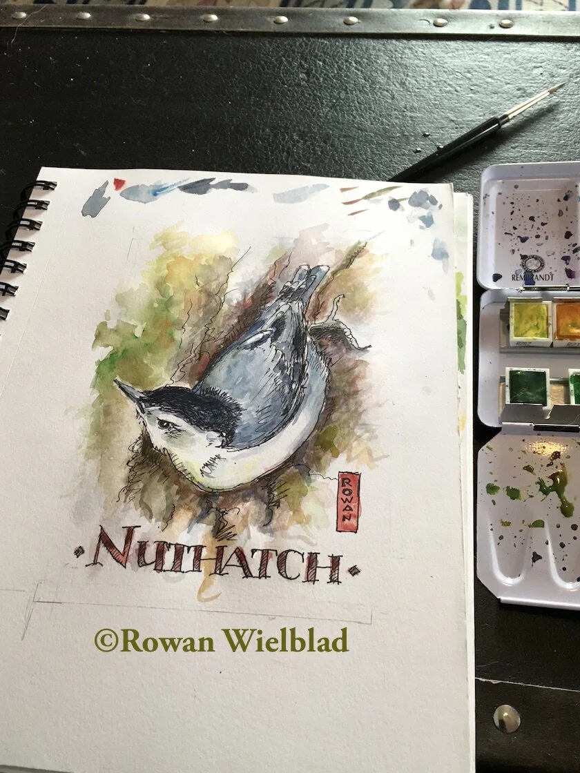 NuthatchWatercolor©Sm.jpg