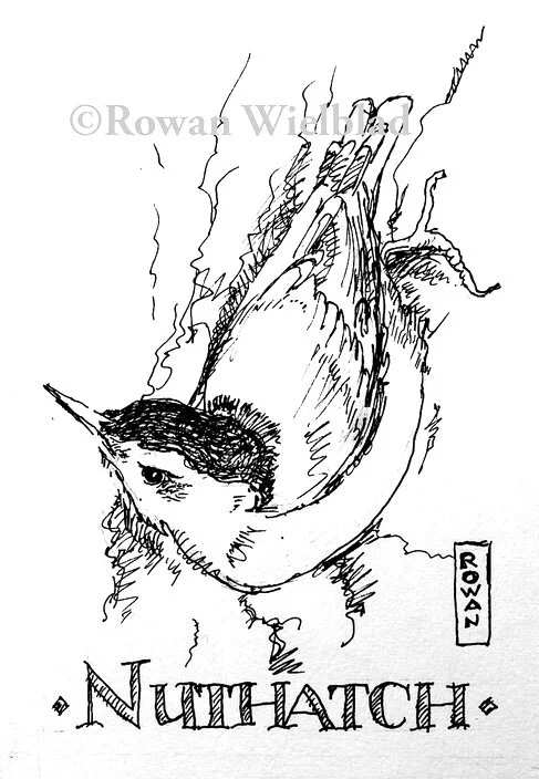 NuthatchInkArt©Web.jpg