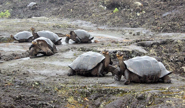 Galapagos Islands: Giant Tortoise Restoration Initiative