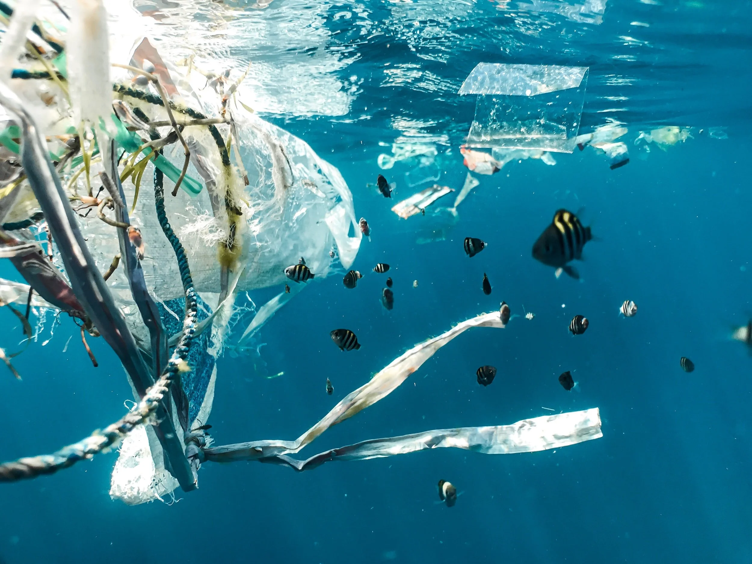 Microplastics and Their Effect on the Ocean Ecosystem