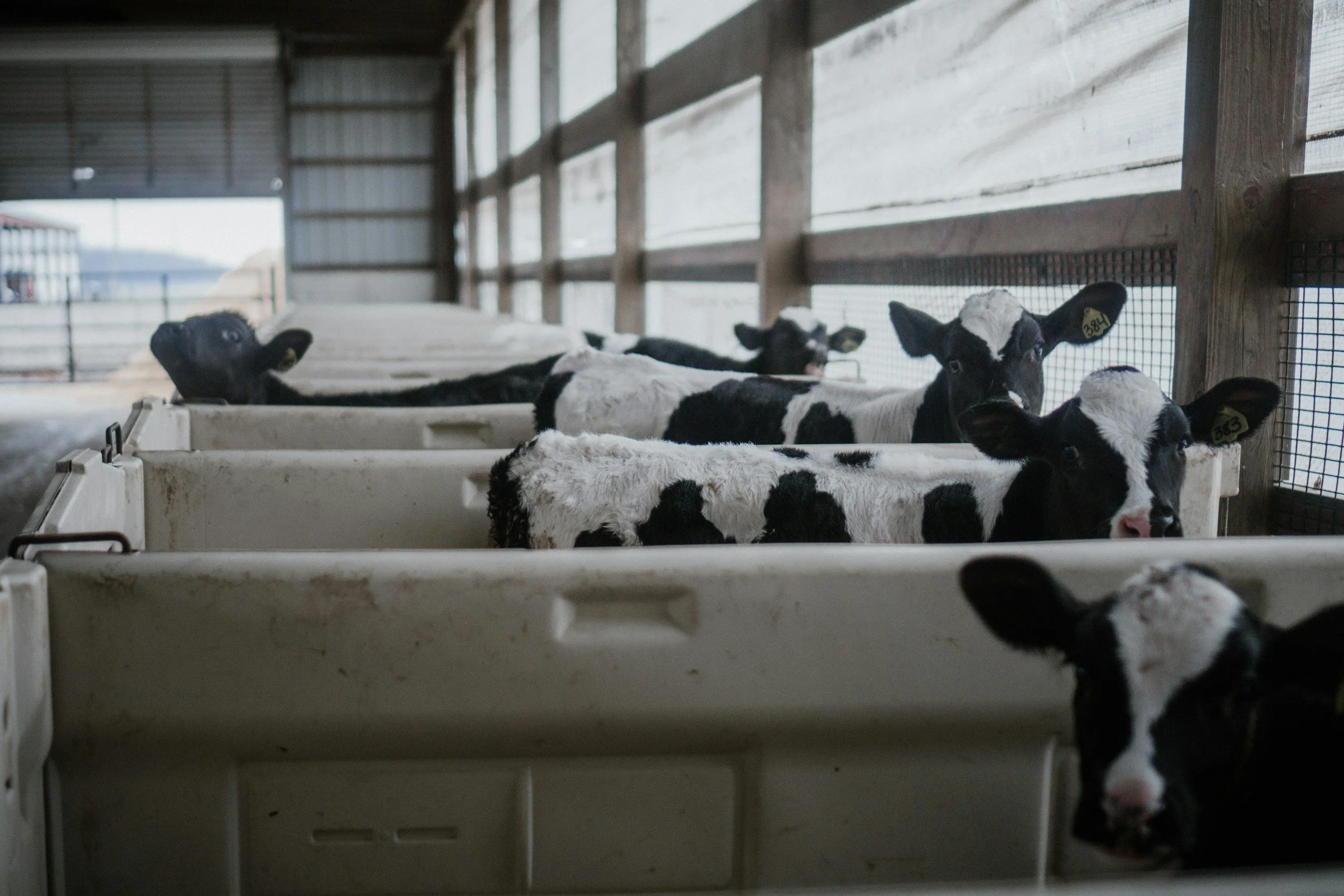 Factory Farming