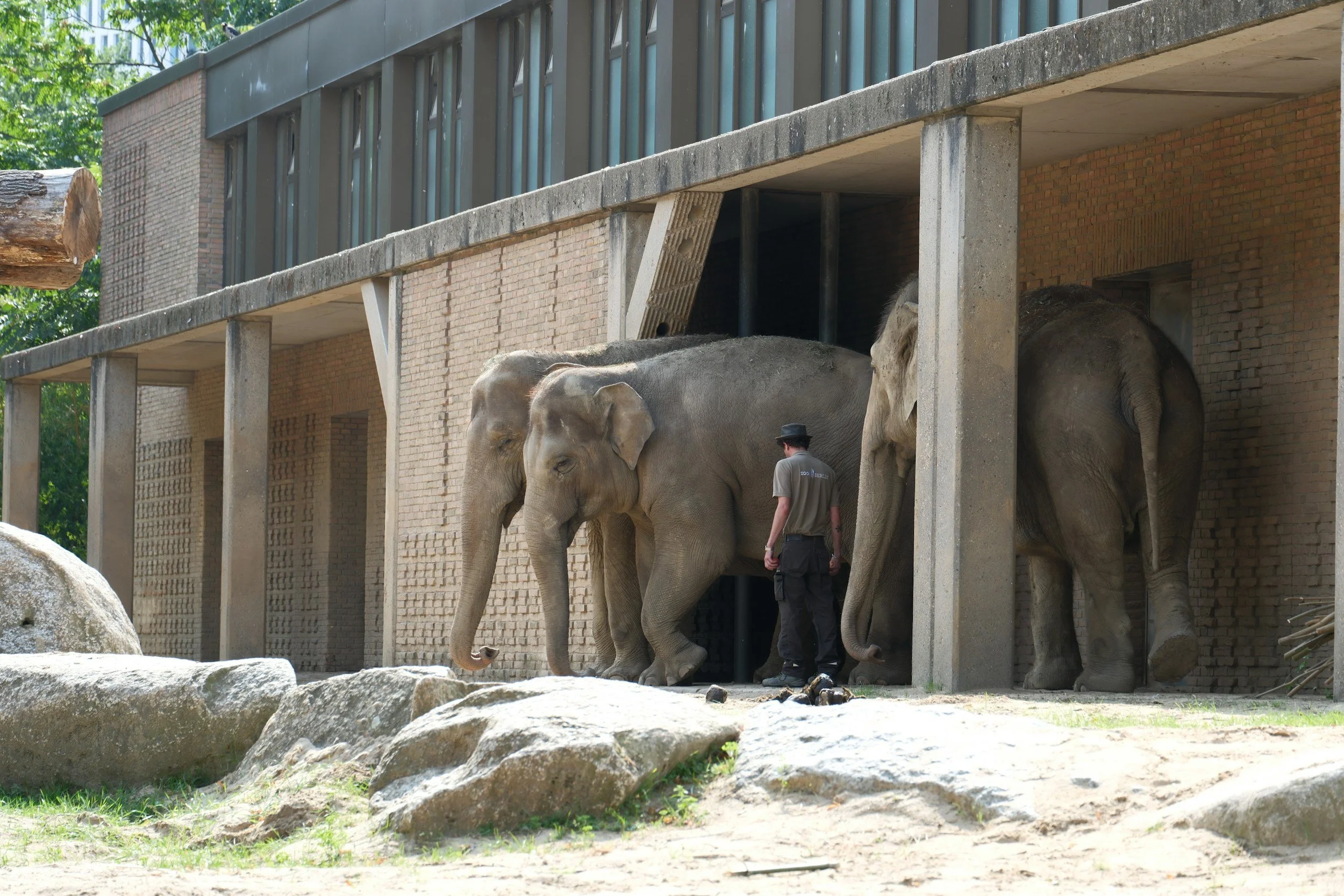 Zoos are Doing More Harm than Good