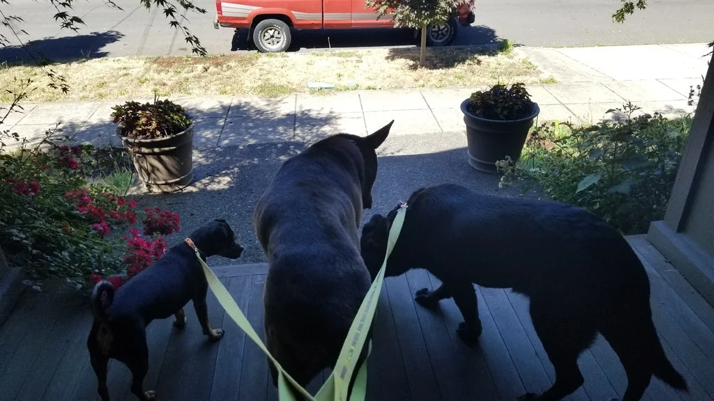 threedogwalk.jpg