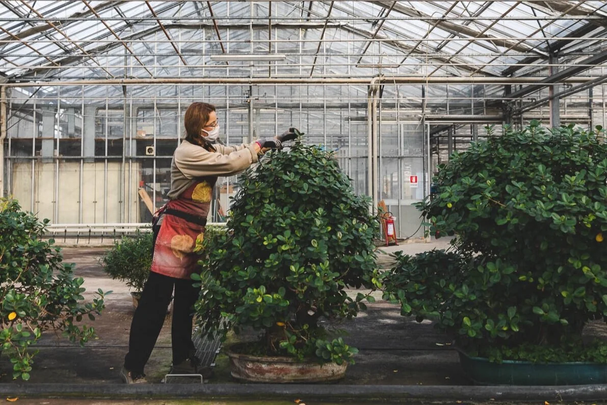 Barbazza Bonsai, Treviso
