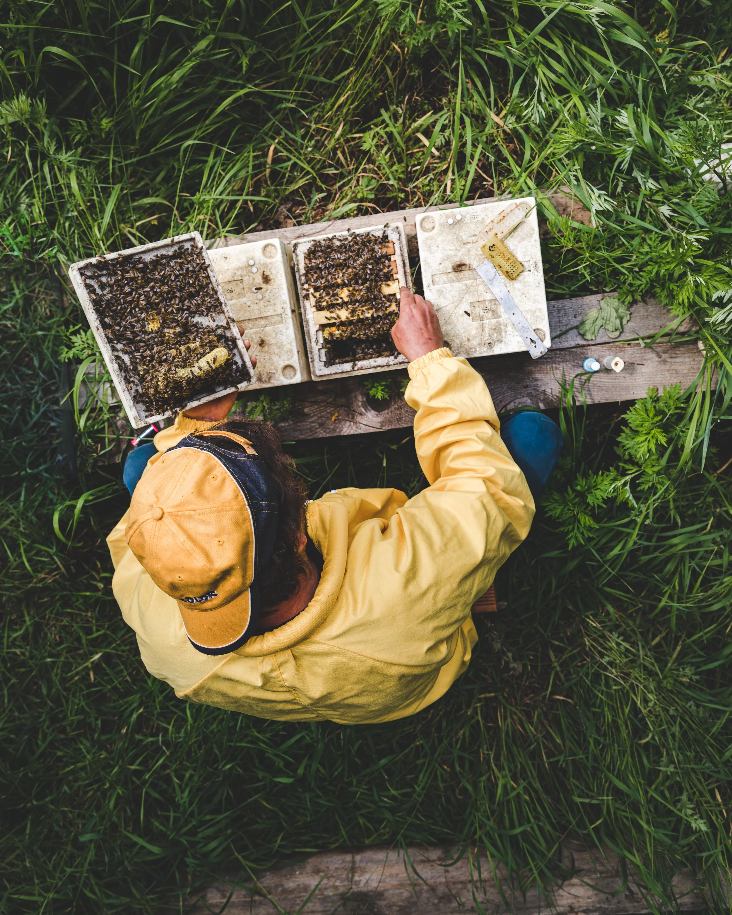 Il risveglio delle api, Apicoltura Forte Christian