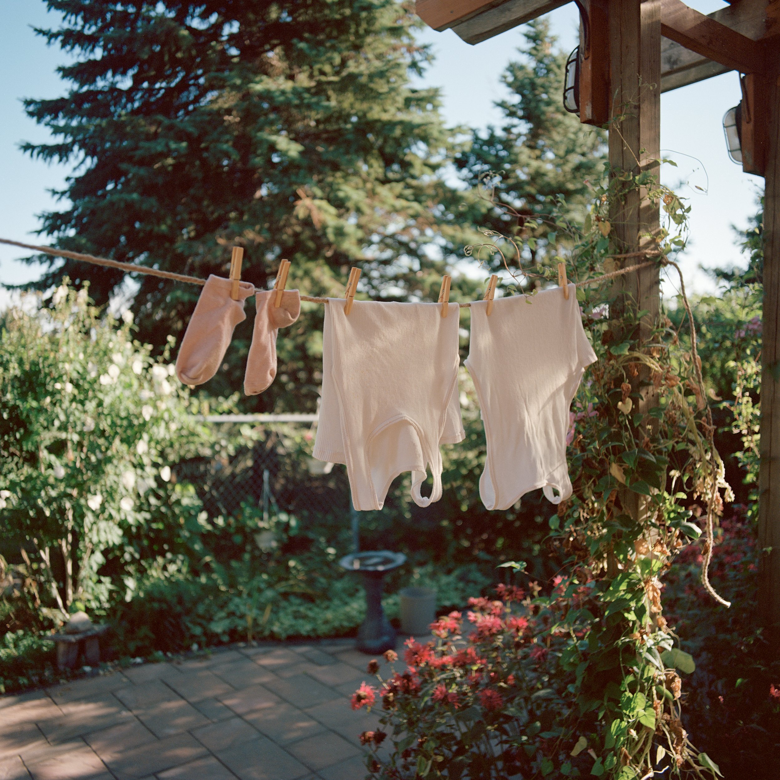 Banyans and Socks on a Clothesline, 2020