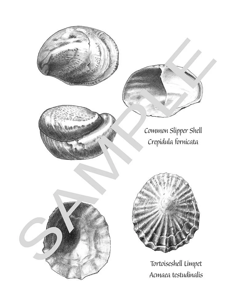 Slippershell-Limpets-print-layout-Sample-1000.jpg