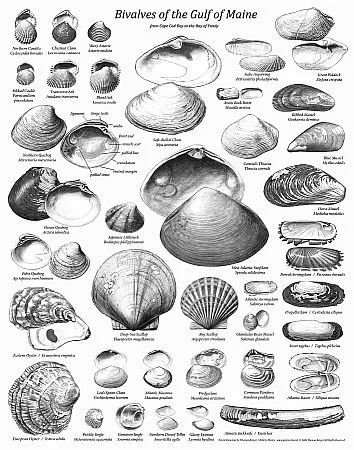 Life in the Gulf of Maine Posters