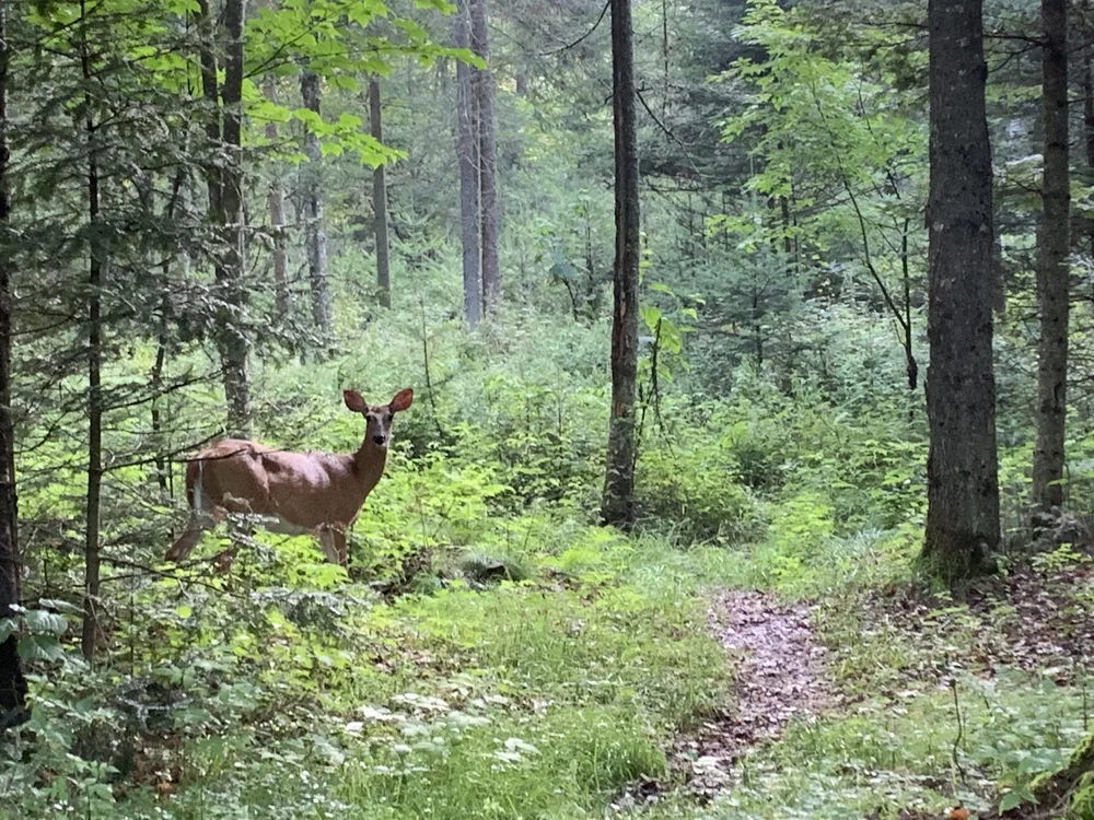 who rides the world girls the fat nomad