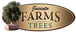 Jacinto Big Tree Farm