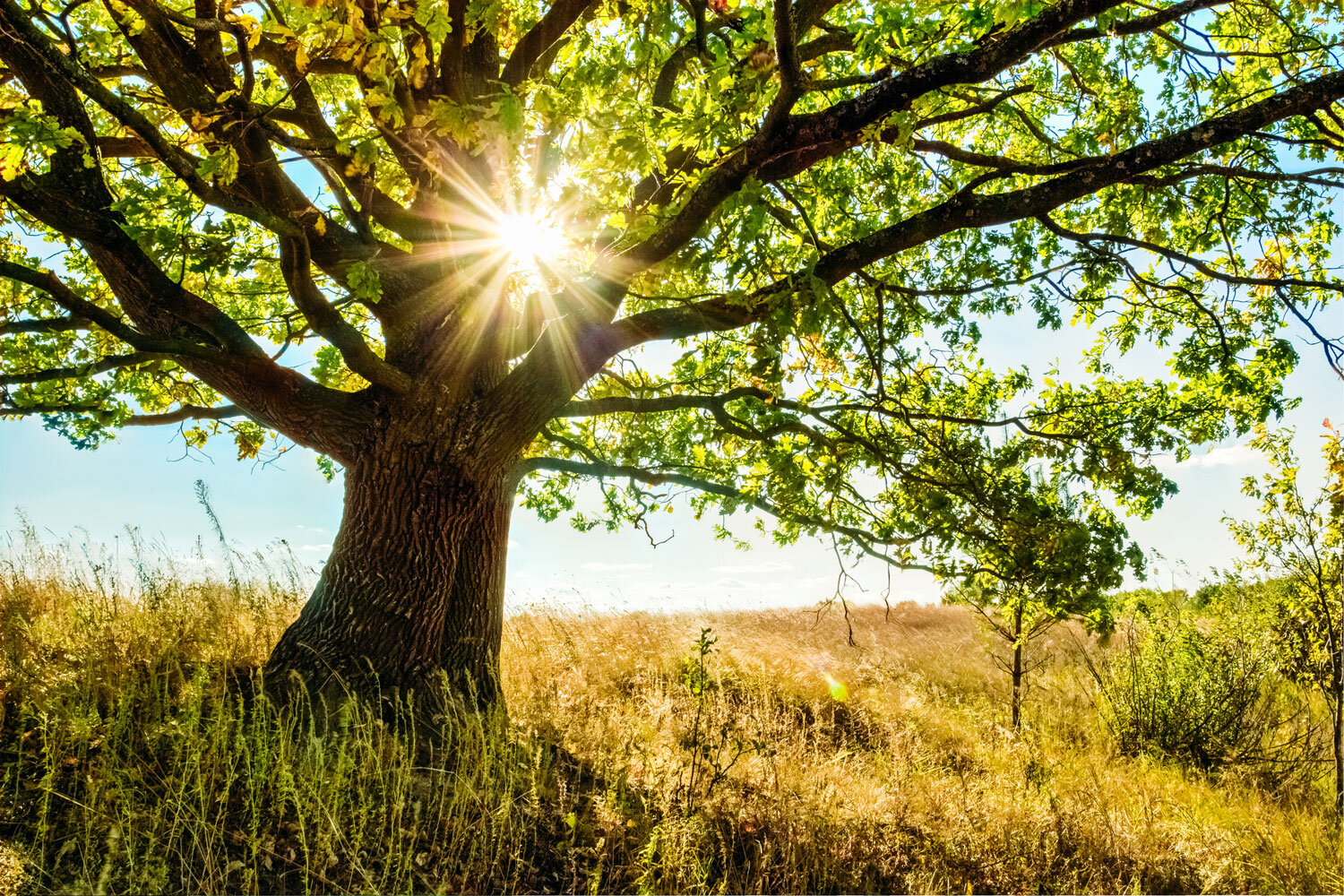 Oak-Tree-Banner.jpg