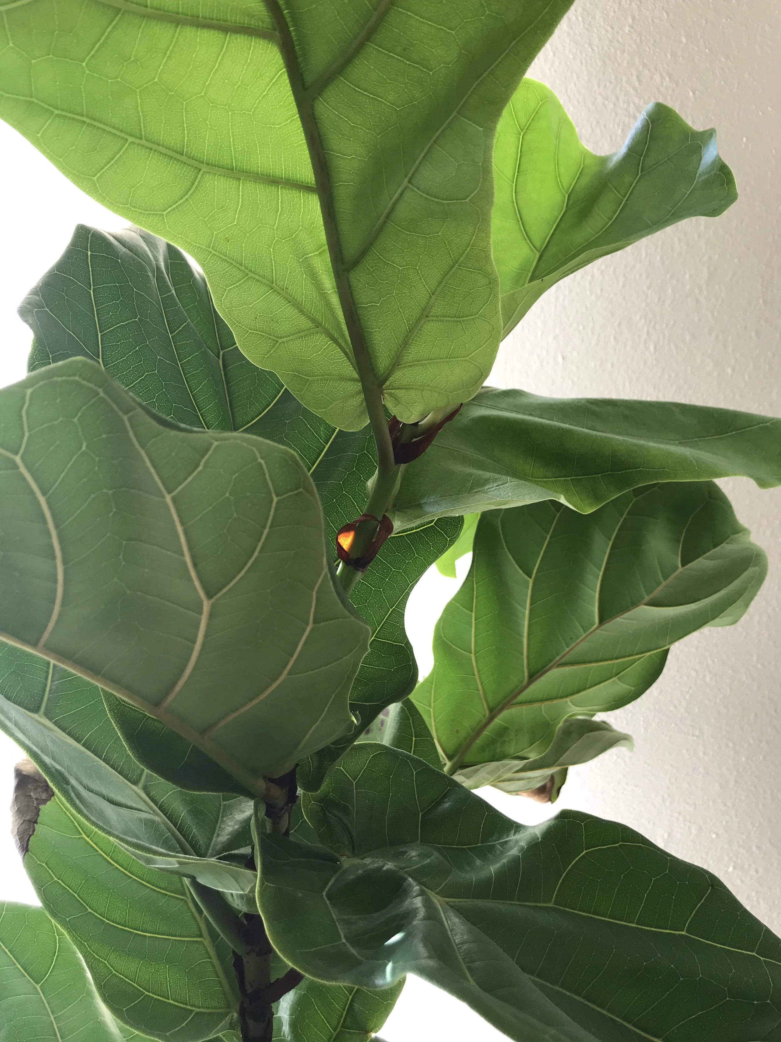 What A Houseplant Taught Me About Surrender