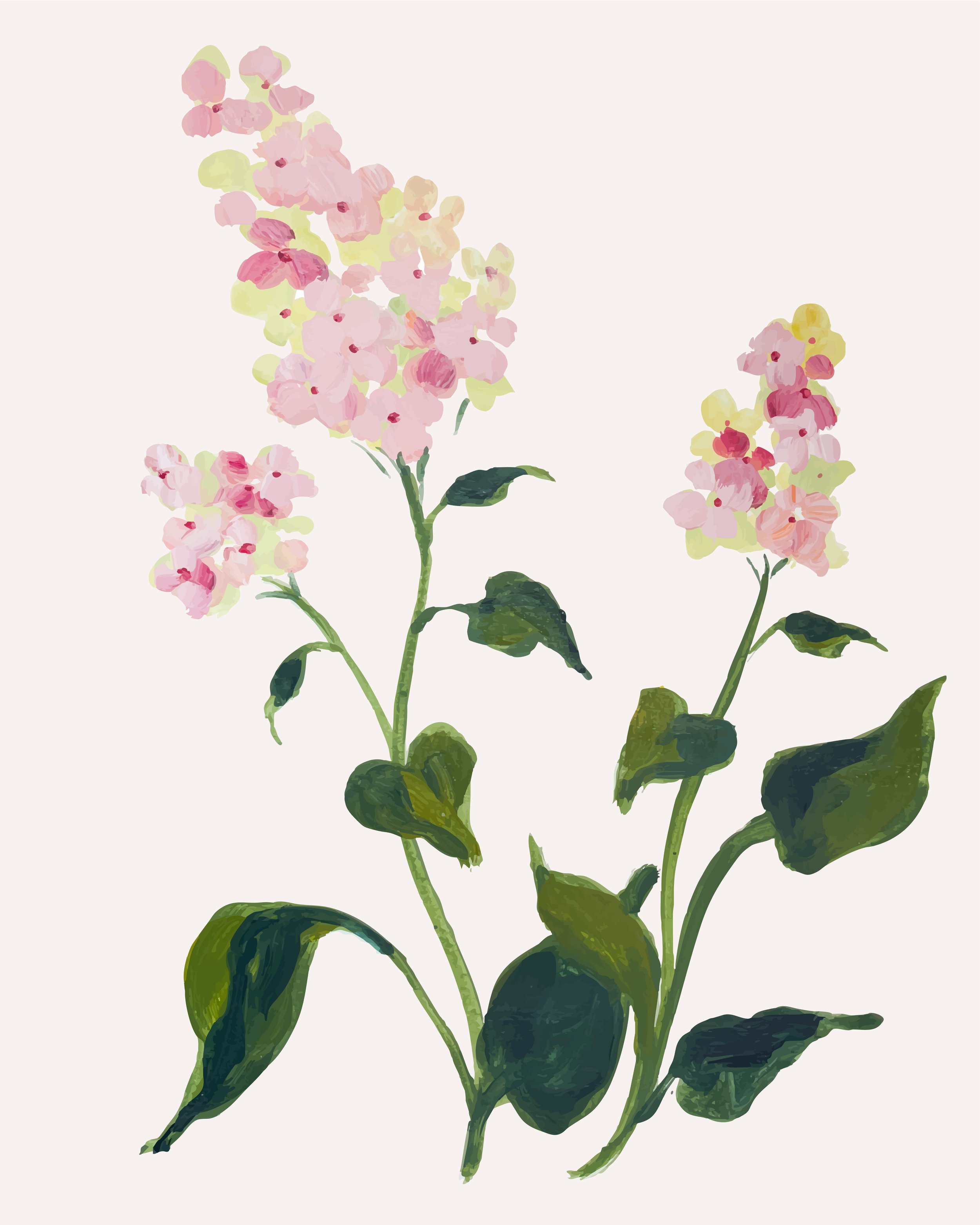 Hydrangea Botanical Print
