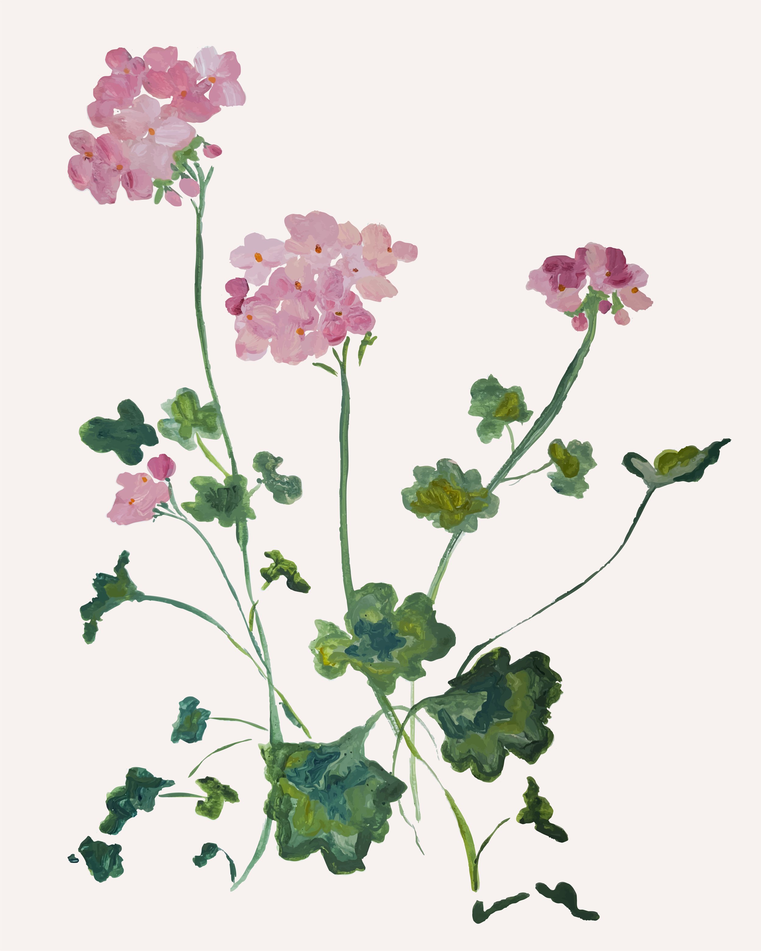 Pink Geraniums Botanical Print