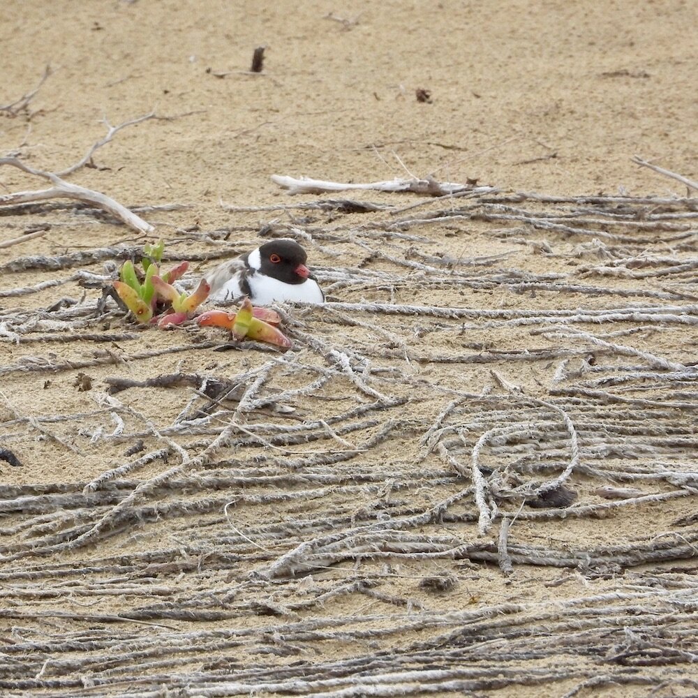 Near Surf Club