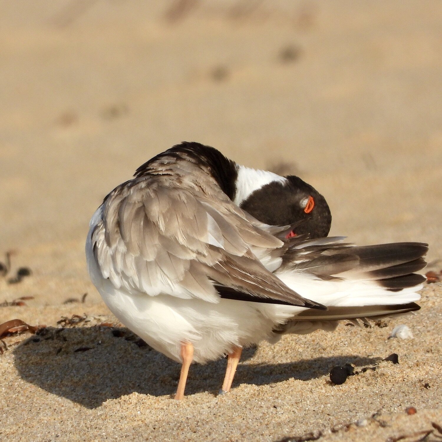 Preening