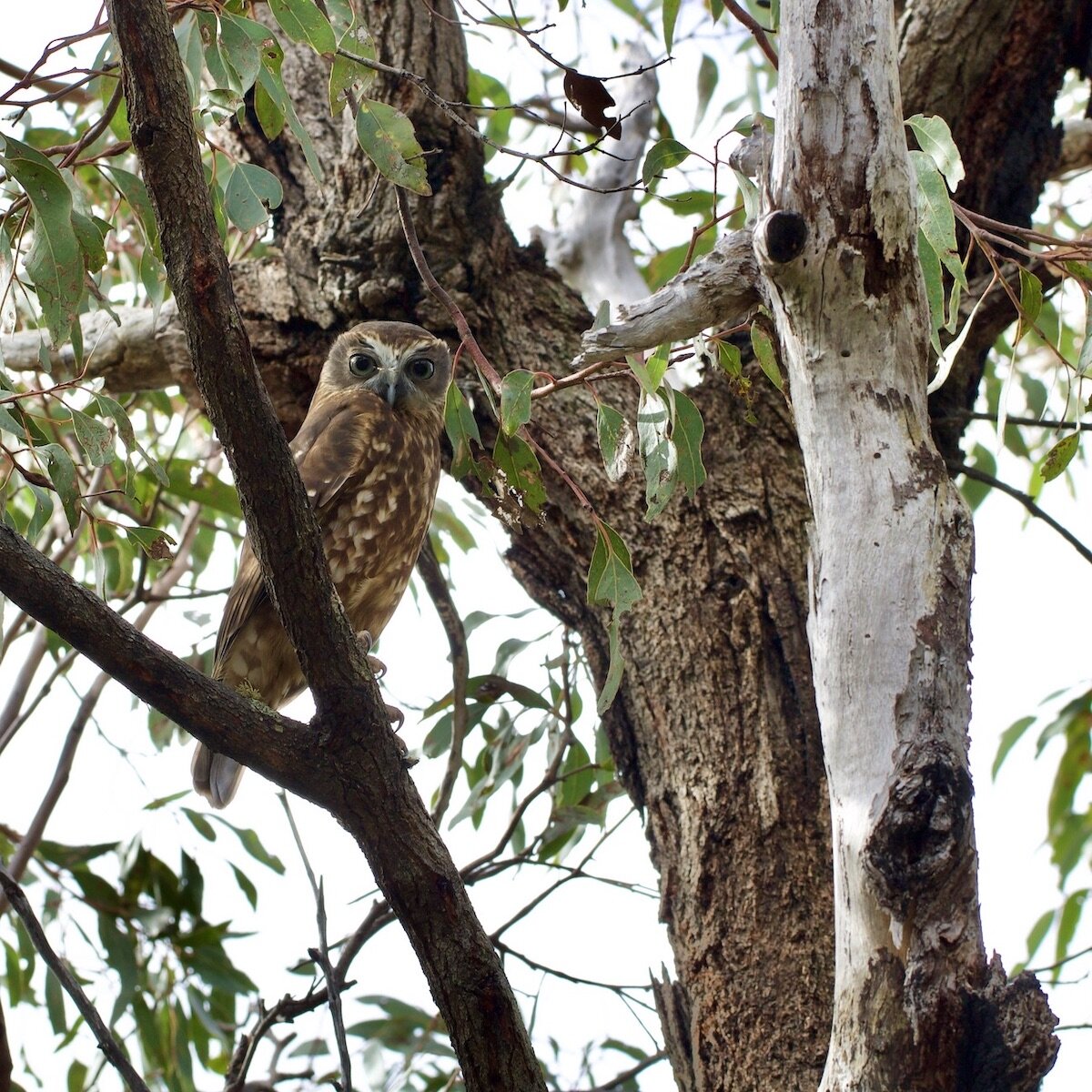Southern Boobook