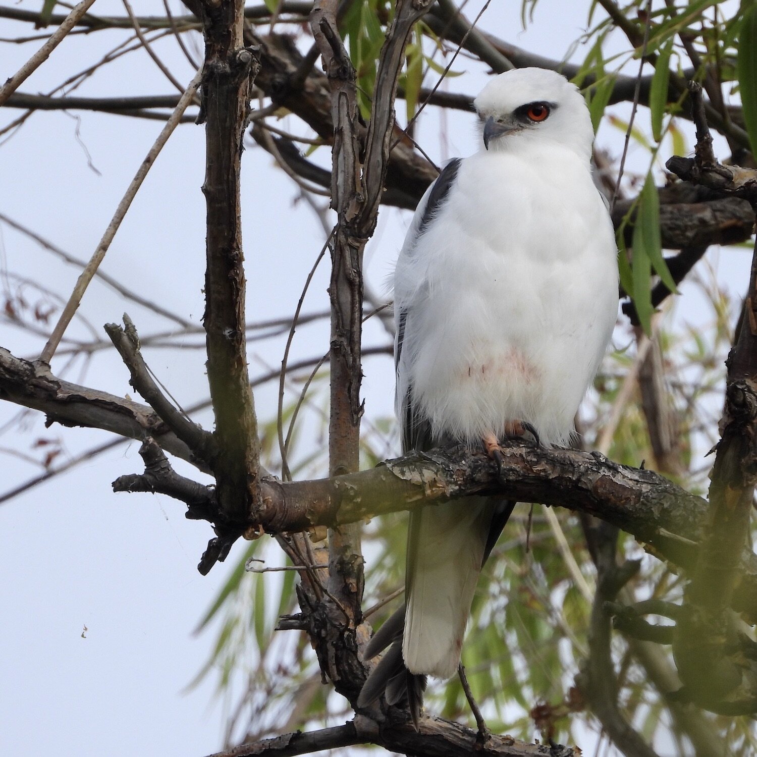 Black-shouldered Kite