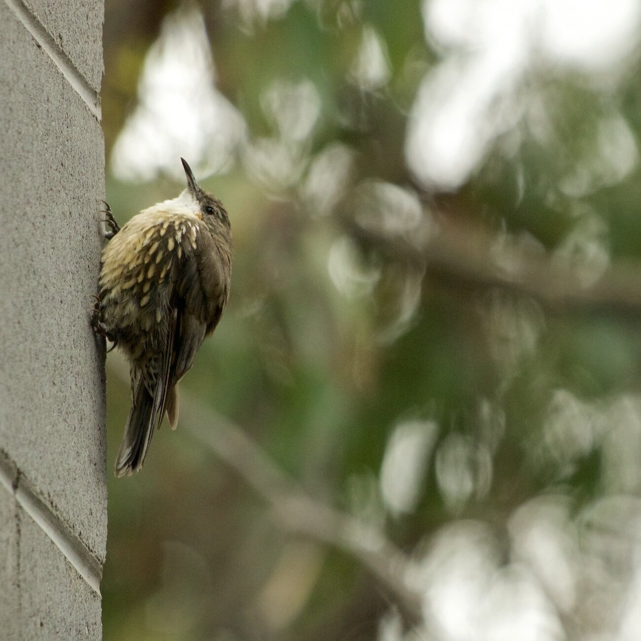 Treecreeper