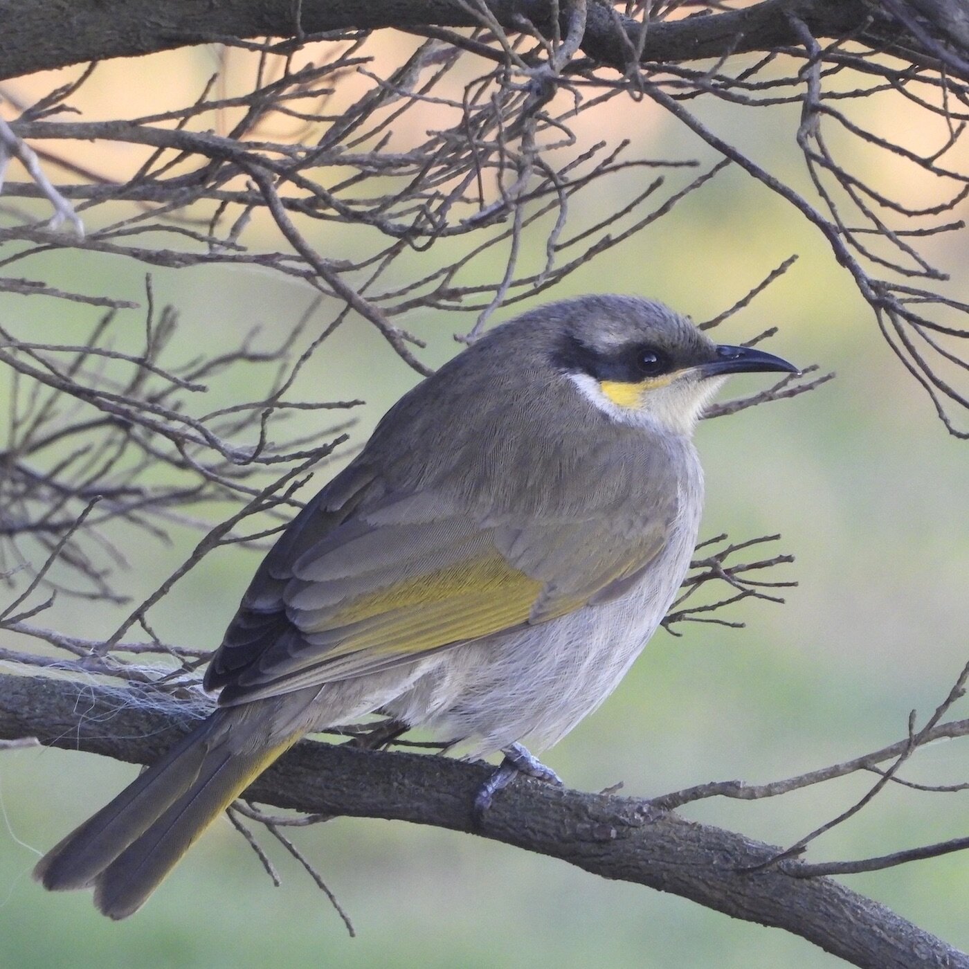 Singing Honeyeater