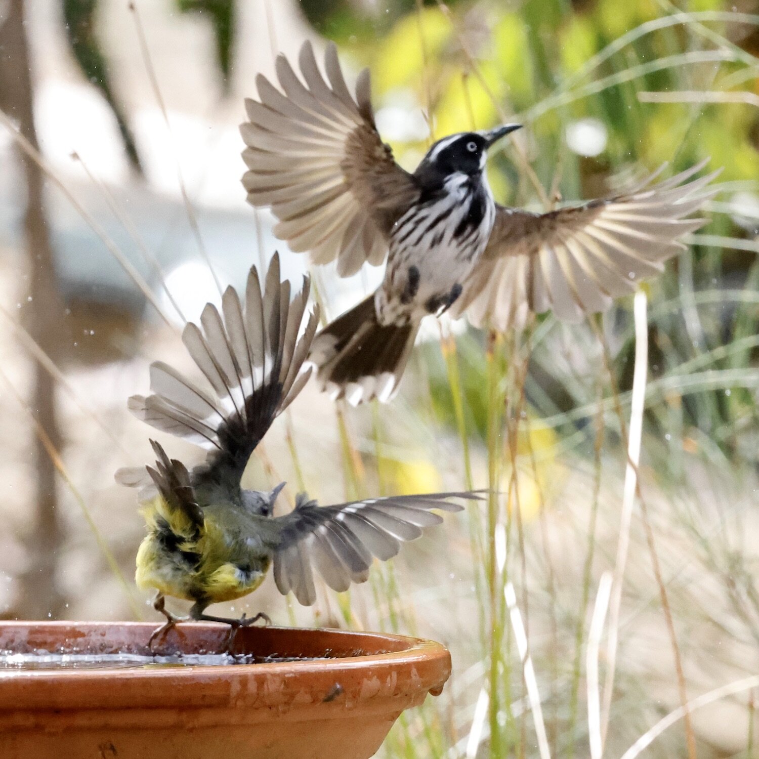 Eastern Yellow Robin and New Holland Honeyeater