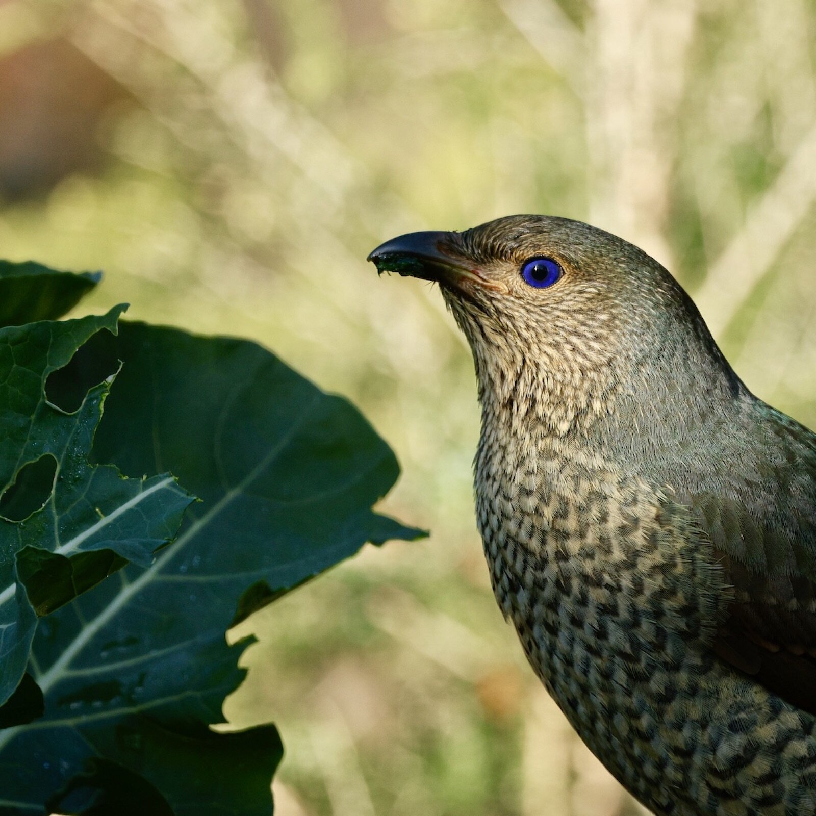 Satin Bowerbird