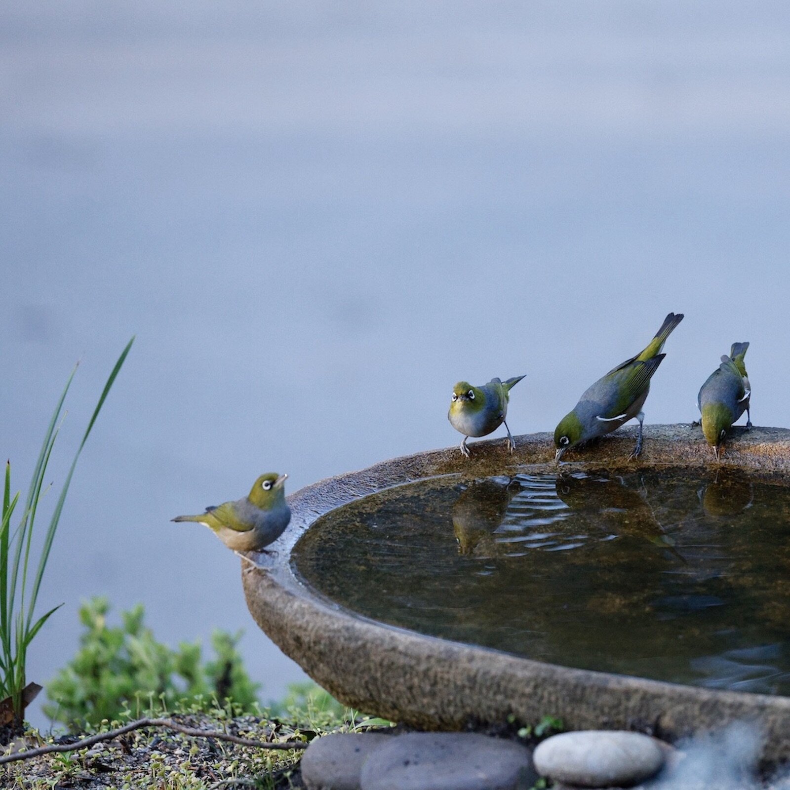 Silvereyes