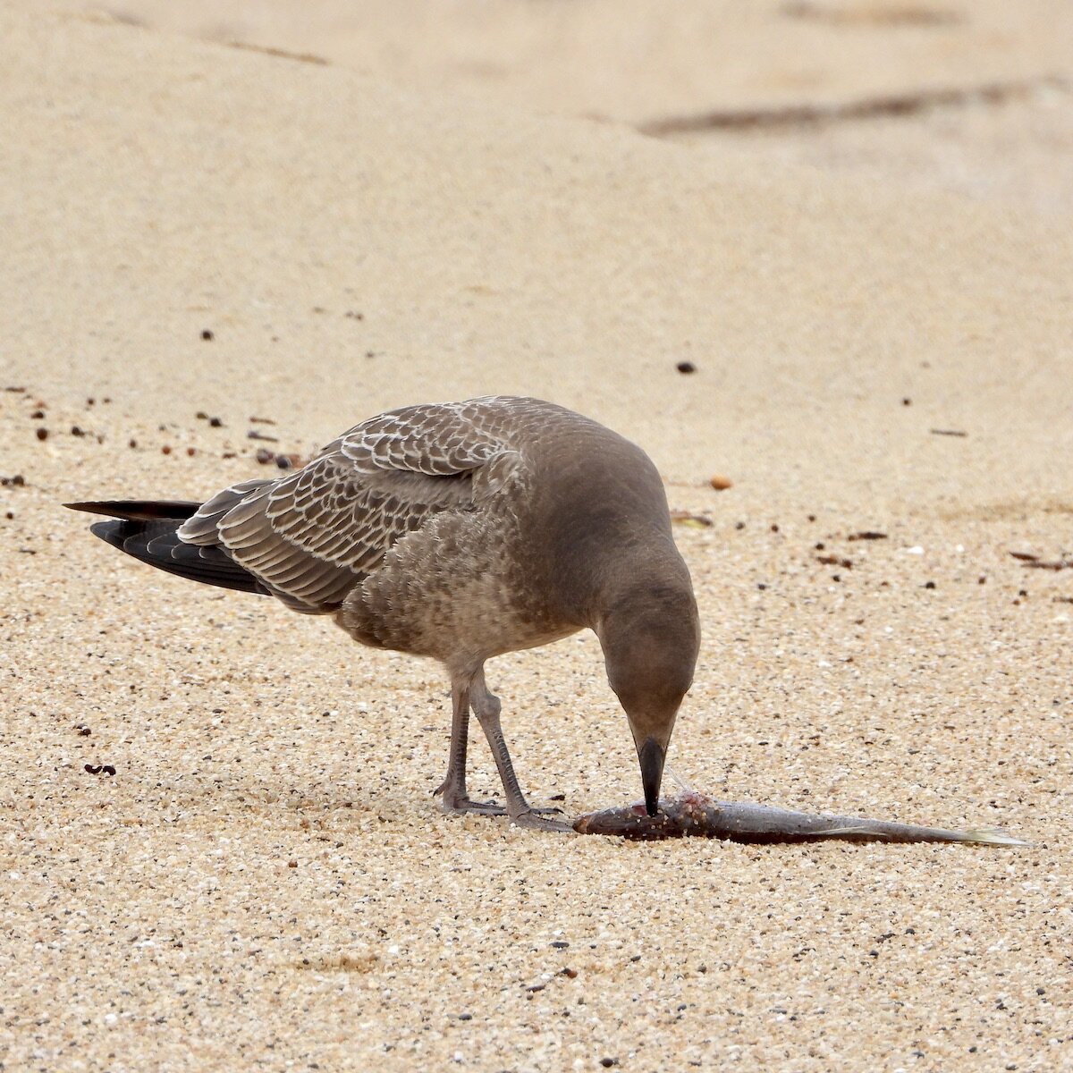 Juvenile Pacific Gull 1