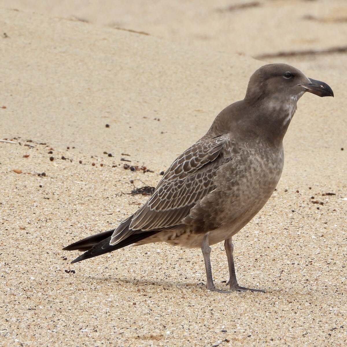 Juvenile Pacific Gull 3