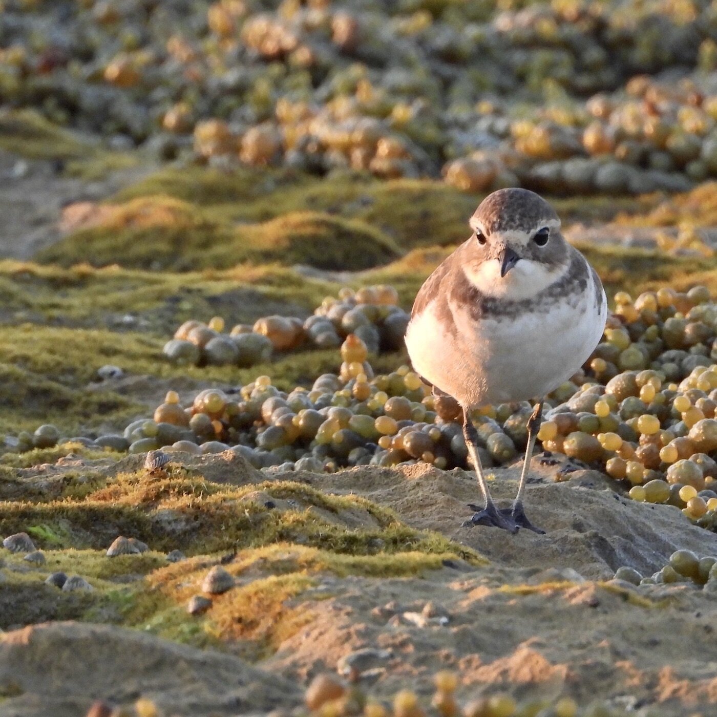 Juvenile Double-banded Plover