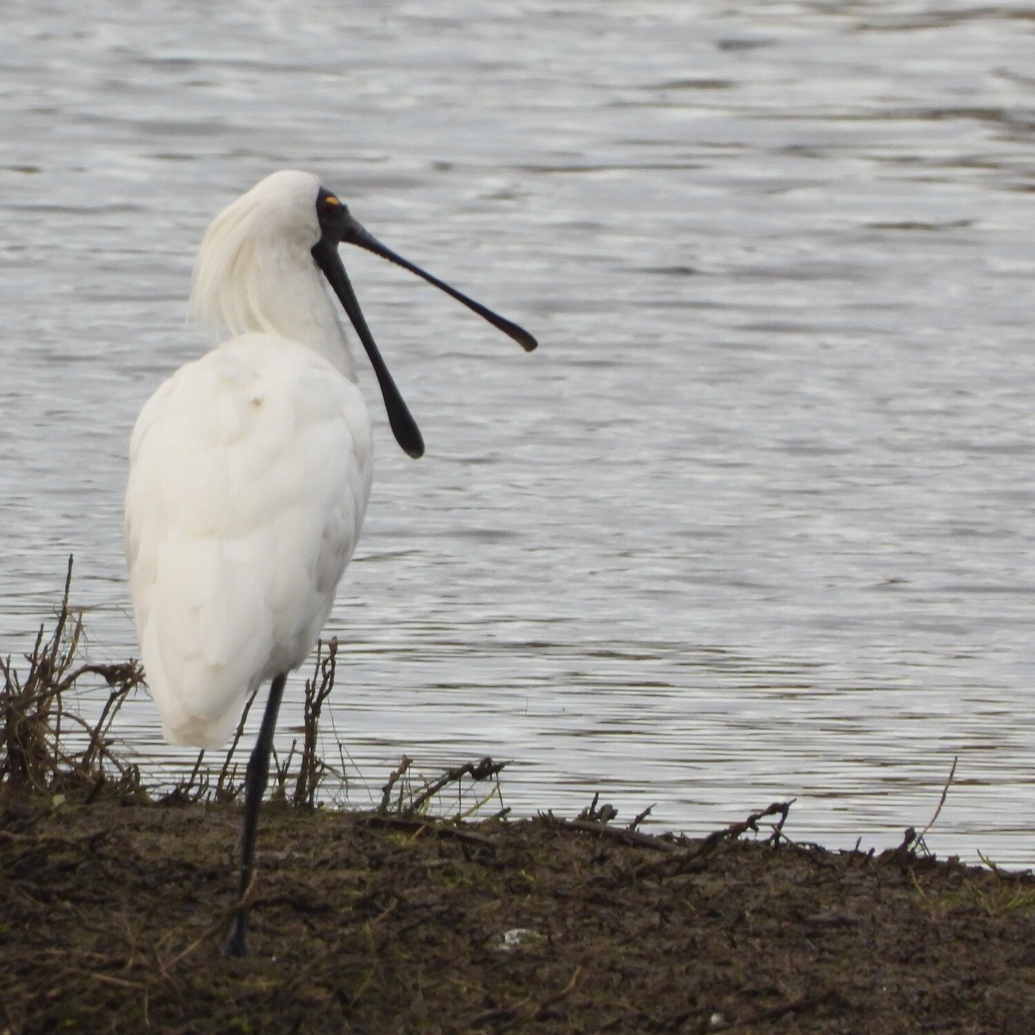 Royal Spoonbill