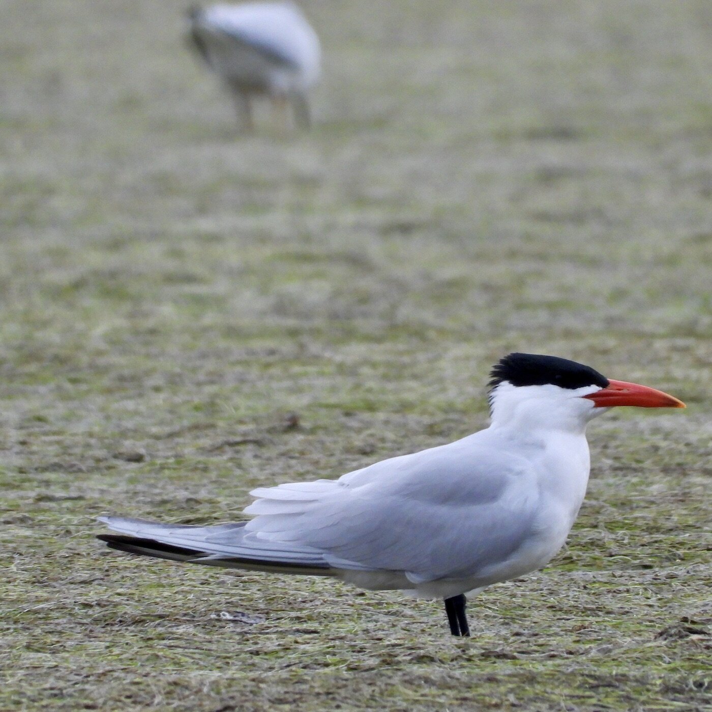 Caspian Tern