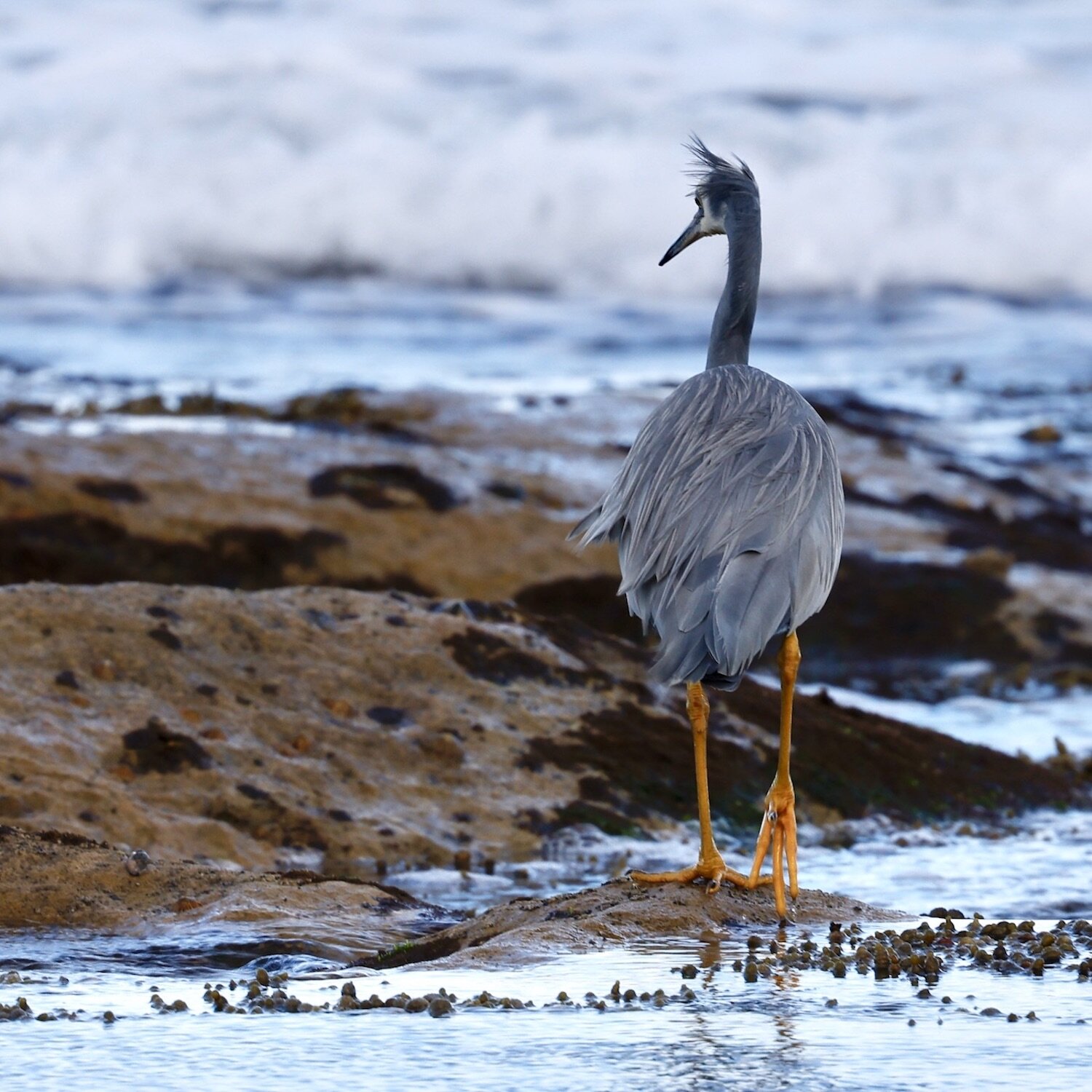 White-faced Heron