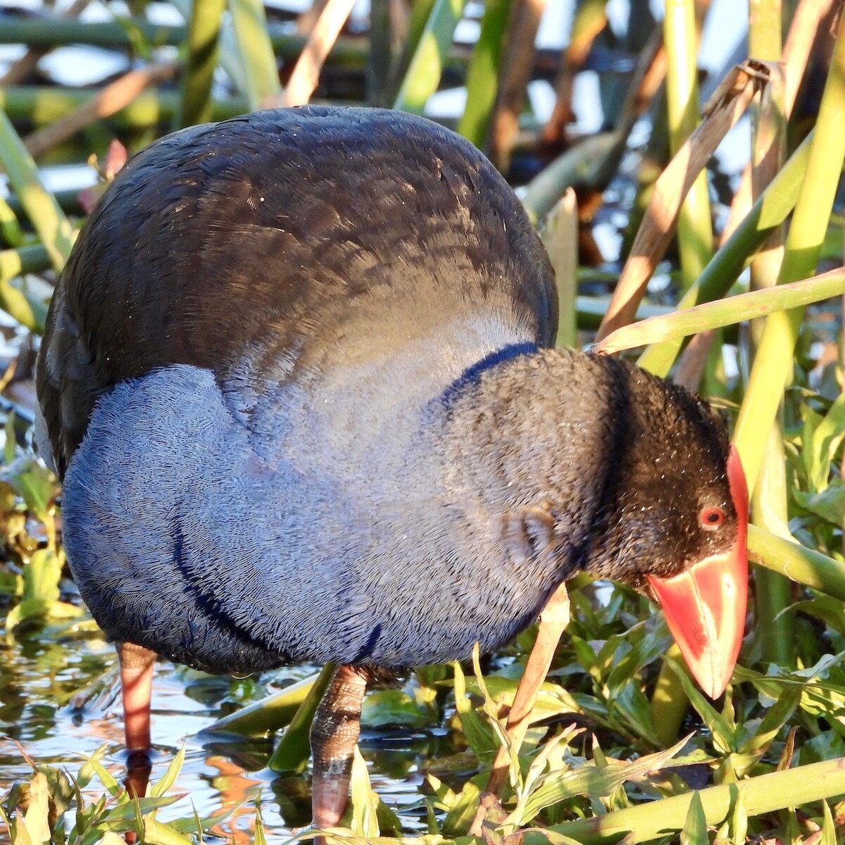 Purple Swamp Hen