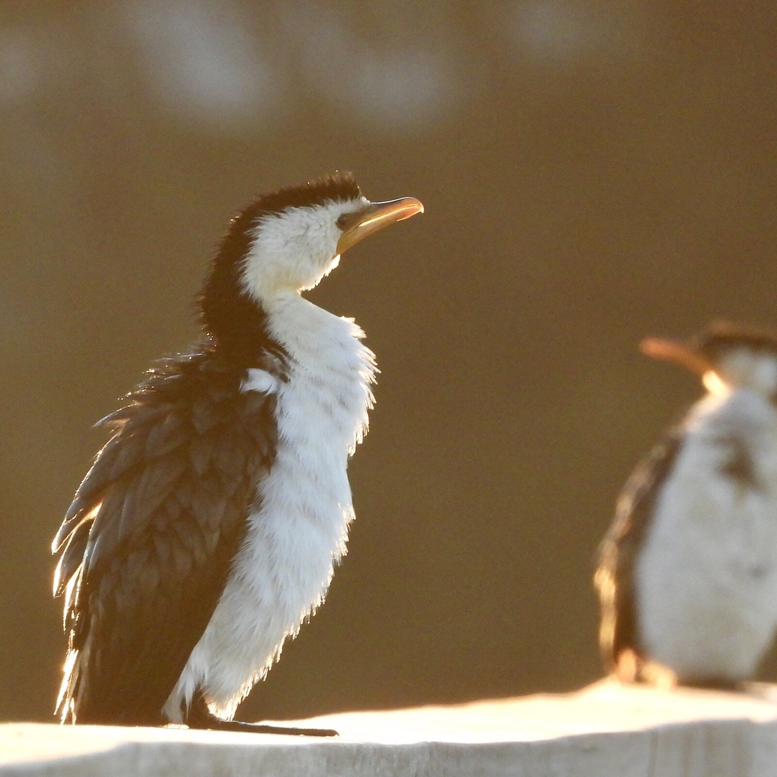 Pied Cormorant