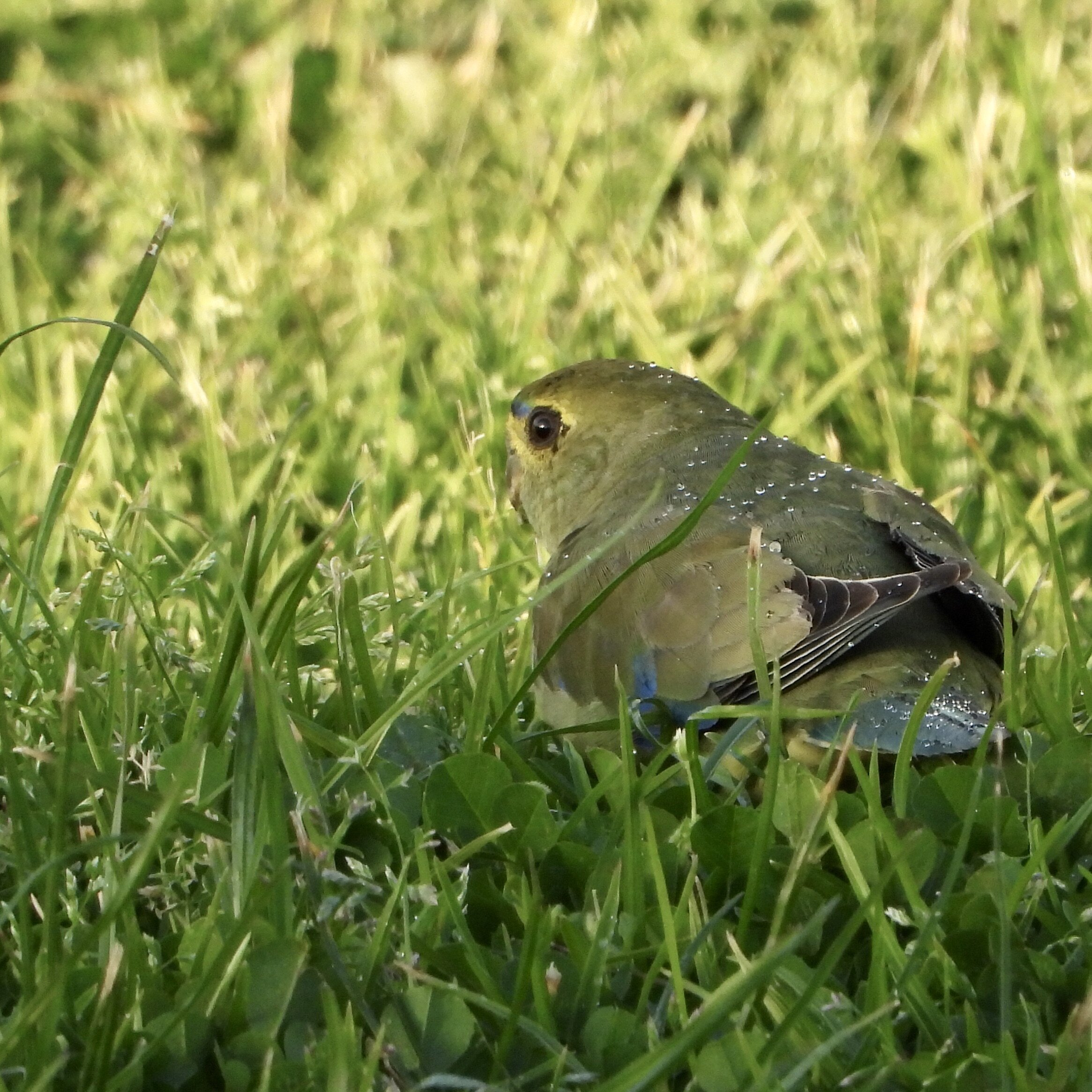 Blue-winged Parrot, Aireys Football Ground