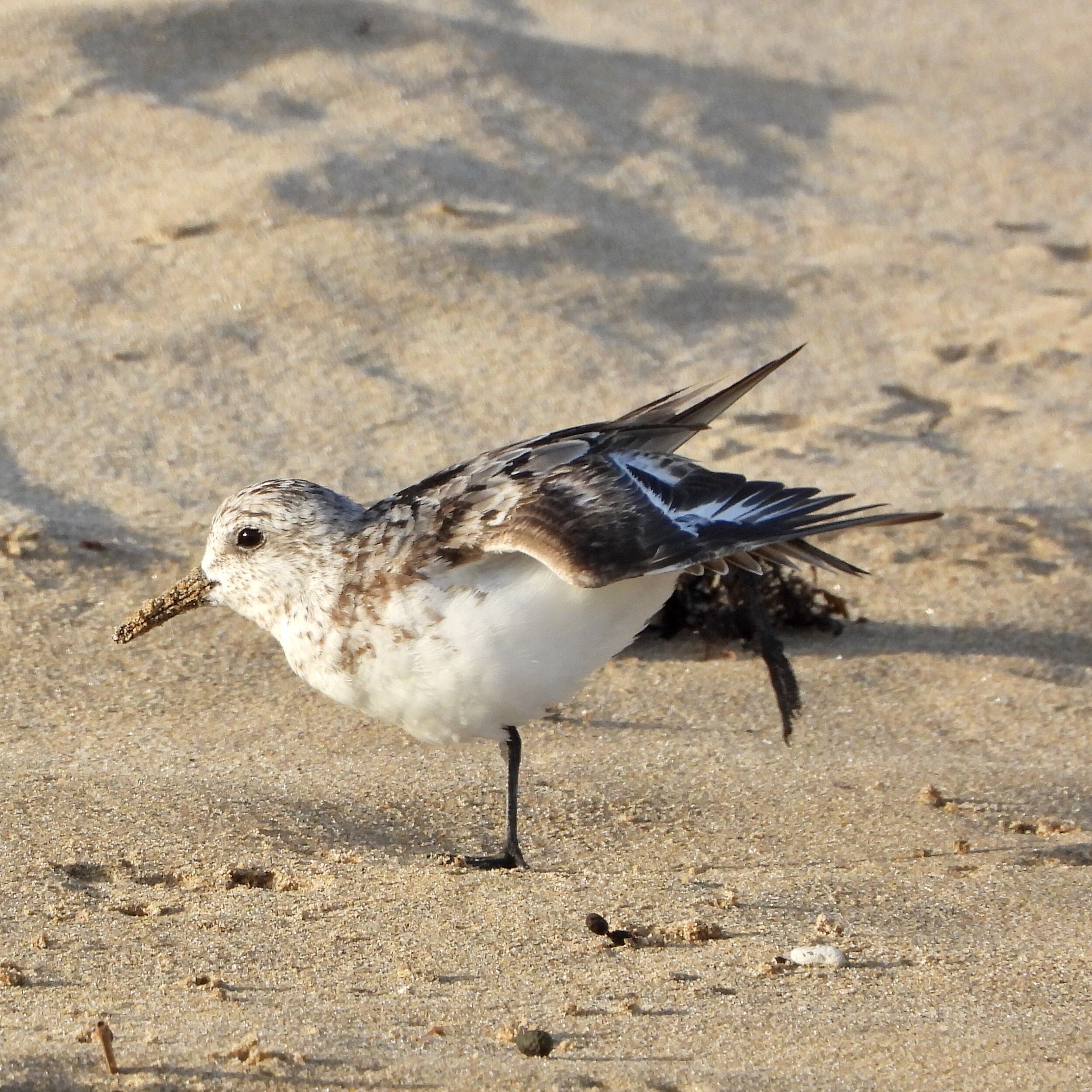 Red-necked Stint