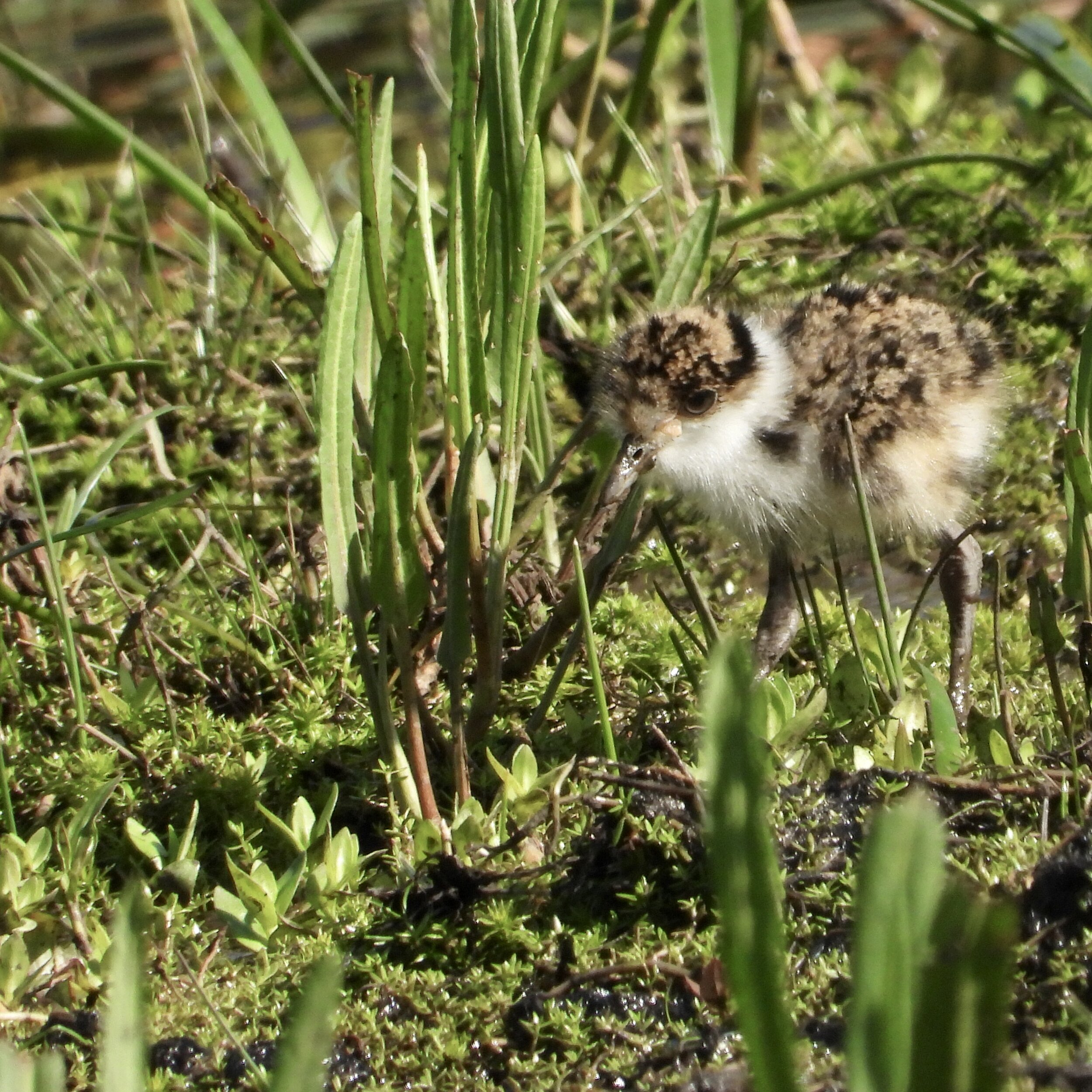 Masked Lapwing Chick