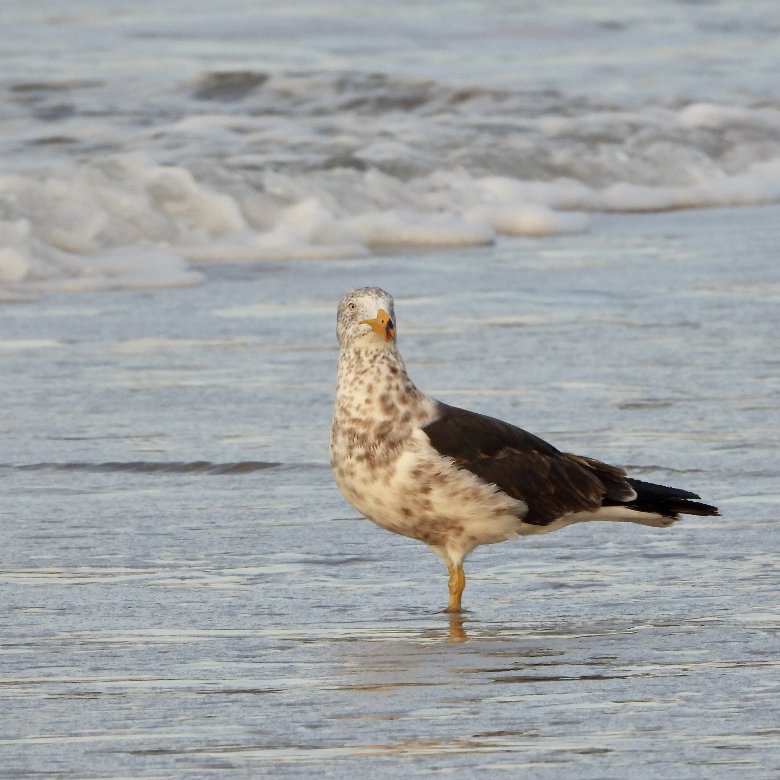 Juvenile Pacific Gull