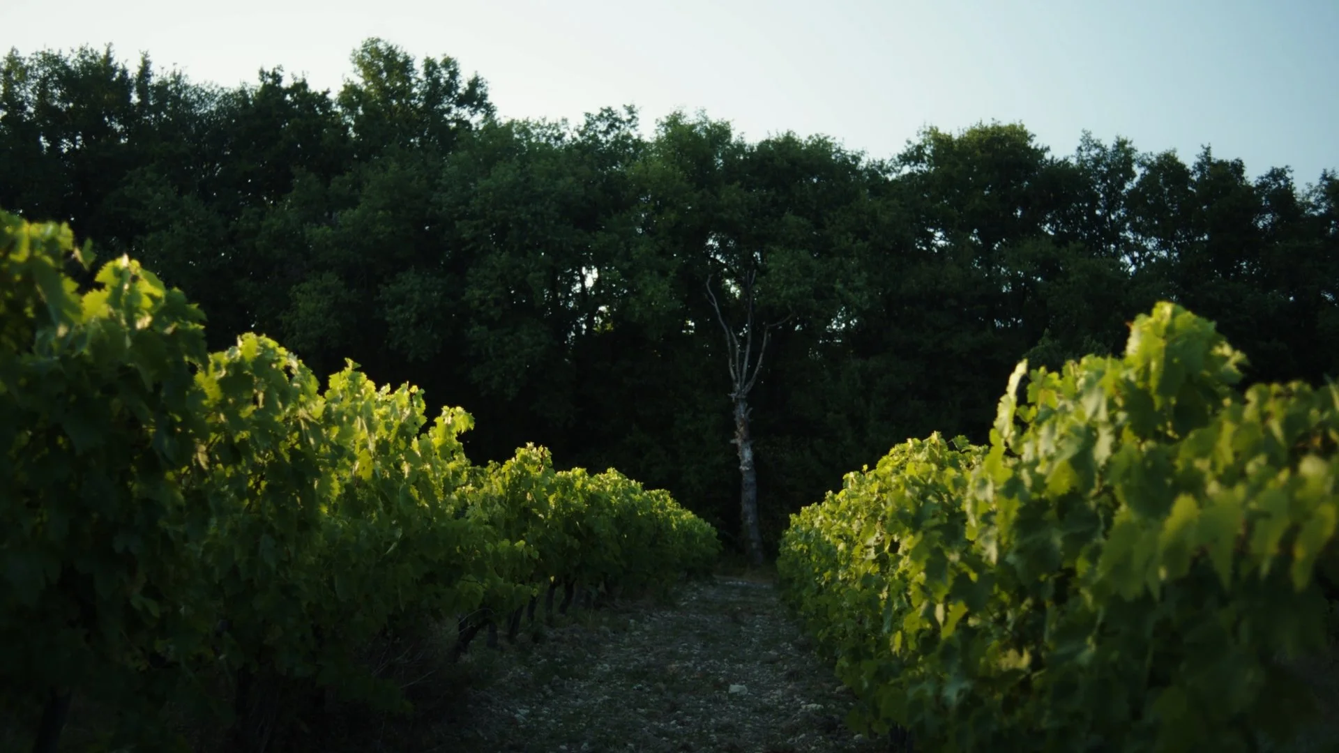 Still 2026-04-11 133053_1.2.4.jpg