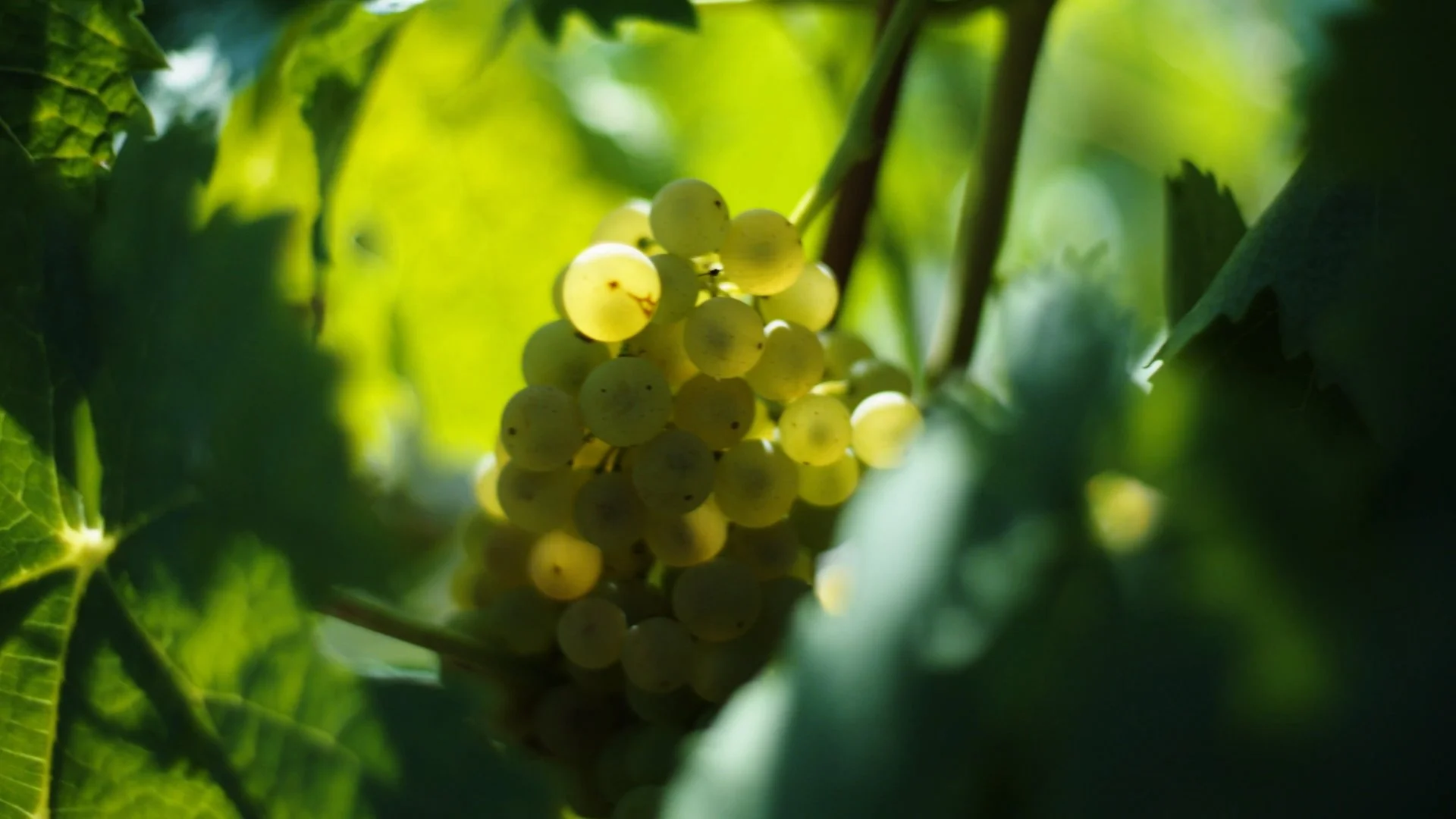 Still 2026-04-11 135354_1.6.3.jpg