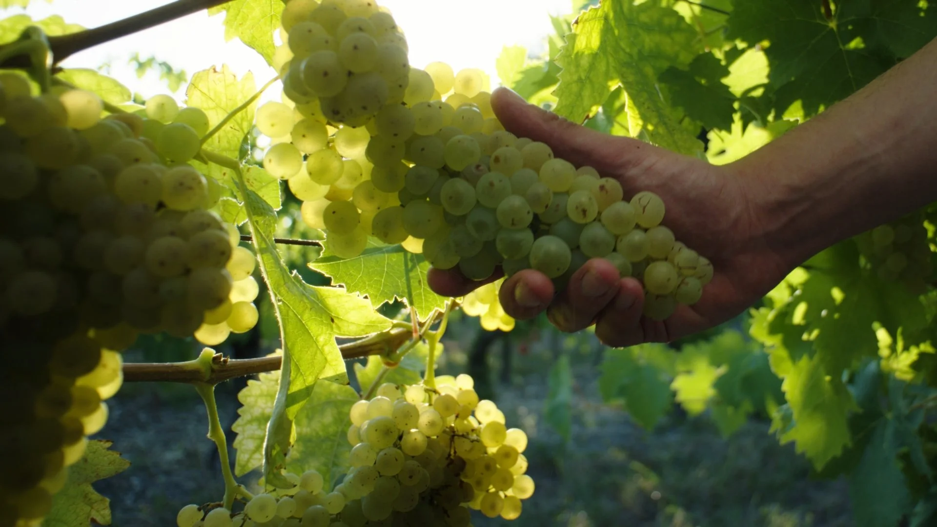 Still 2026-04-11 135354_1.6.1.jpg