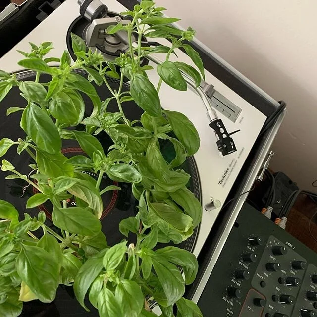 I also bring the basil along side the beats. Gardening has also been a passion of mine since I grew my first hot peppers back in 2009. I need to find those epic photos...🤓🌱🌶 #basil #freshbasil #technics1200 #gardening #growyourown #beatsandbasil #
