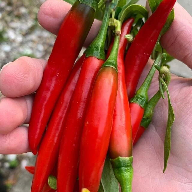 Florida has one season... hot pepper season. Got a solid head start on growing peppers this year... amazing what can grow from a seed in just a year. 
#sarasota #gardening #thai #thaichillies #floridagrown #growyourown #hotsaucelife #hotpeppers #flor