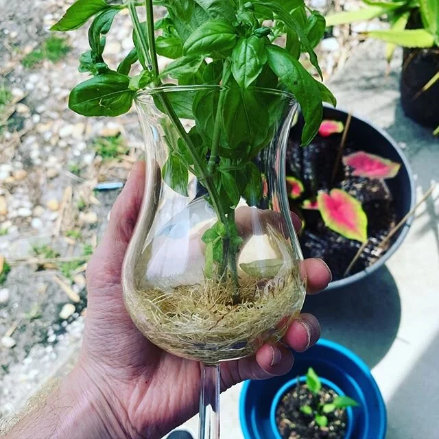 Rooted in this garden game... #garden #sarasota #floridagardening #basil #gardengang #sarasota_florida #letitgrow #srq #greenthumb #gardening #gardenlife